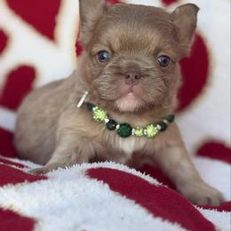 Thor - Tricolors male French Bulldog puppy in Hemet, California from Bowman Pups