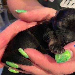Djinn - Gold sable male Lowchen puppy in Grand Rapids, Michigan from Lionkru Lowchen and Standard Poodles