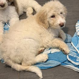 Bella - Cream female Aussiedoodle puppy in Lavonia, Georgia from H & A Kennels