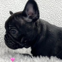 French Bulldogs from Bush Hill Frenchies