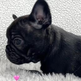 French Bulldogs from Bush Hill Frenchies