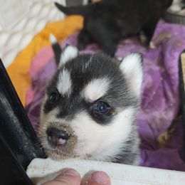 Siberian Husky Puppies from Spirit of the Moon Siberians