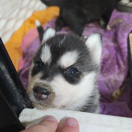 Siberian Husky Puppies from Spirit of the Moon Siberians