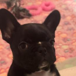 Niko - Black and white male French Bulldog puppy in Louisville, Kentucky from Diamonds Frenchies