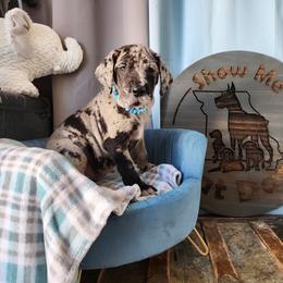 Blue Collar - Merle Great Dane puppy in Alton, Illinois from Show Me Great Danes