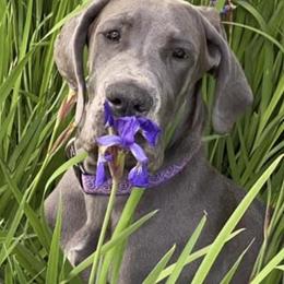 Great Danes from Fox Hill Danes