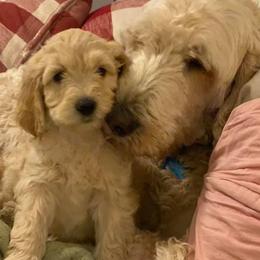 Goldendoodles from Budge Family Goldendoodles