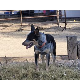Australian Cattle Dog, Australian Shepherd, Companion Cross, and Miniature Australian Shepherd Puppies from MK Aussies
