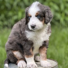 Bolt - Blue merle male Aussiedoodle puppy in Germantown, Ohio from Doodle Patch Farm