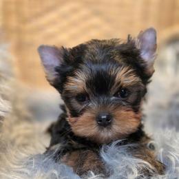 Lucky - Blue and gold male Yorkshire Terrier puppy in Battle Ground, Washington from Joyful Yorkies