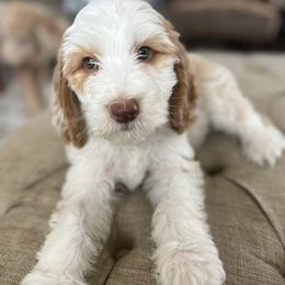 Goldendoodles from Massey Goldendoodles