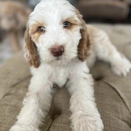 Goldendoodles from Massey Goldendoodles