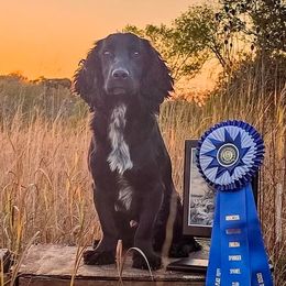 Grinch - English Cocker Spaniel