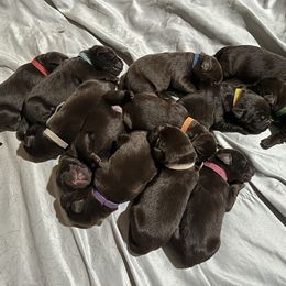 Labrador Retriever Puppies from Northrop Farm