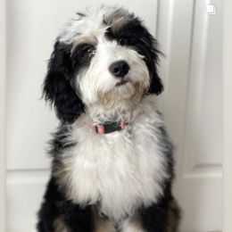 Dixie - Bernedoodle