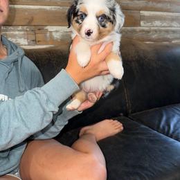 Sky - Blue merle female Miniature Australian Shepherd puppy in Bogata, Texas from Maple Creek Run