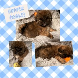 Copper - Lhasa Apso puppy in Oklahoma from Lhasa Apso OKC