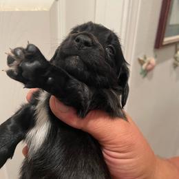 Maisy - Black female Dachshund puppy in Mountain Home, Idaho from Desert Wind Dachshunds