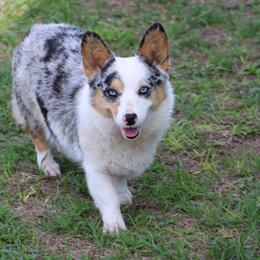 Duck - American Corgi
