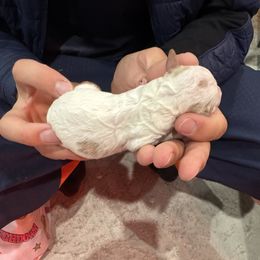 Girl 3 - Blenheim female Cavapoo puppy in Ivins, Utah from Taylia's Cavapoos