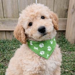 Cash - Apricot male Goldendoodle puppy in Hendersonville, Tennessee from Ben's Best Buddy Goldendoodles