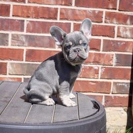 French Bulldog Puppies from Bleu Rock French Bulldogs