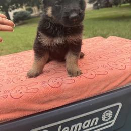 Kilo - Black and tan male German Shepherd puppy in Spring Grove, Pennsylvania from Keystone Herman Shepards