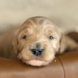Theo - Red  male Goldendoodle puppy in Boise, Idaho from Goldendoodle Baby