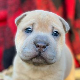 Chinese Shar-Pei from MAG Shar Pei