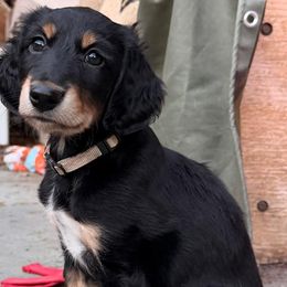 Taupe Boy - Black and tan male Saluki puppy in Los Angeles, California from Srinagar Salukis