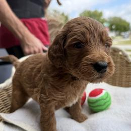 Light Green - Chocolate female Goldendoodle puppy in Clermont, Florida from Da Ruba Doodles