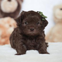 Bria - Liver female Shihpoo puppy in Nickelsville, Virginia from The Teddybear Shihpoo