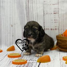 Nubs (Shaded cream) - Sable male Dachshund puppy in Nashville, Arkansas from Cuddles n Curls