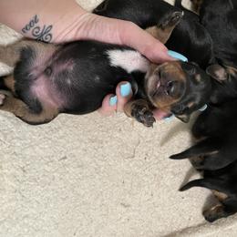Dachshund Puppies from Hursh’s Hounds