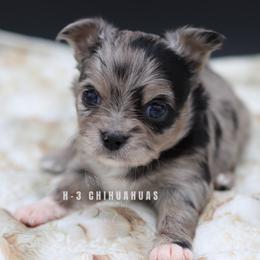 Poppy - Merle female Chihuahua puppy in Tulsa, Oklahoma from H-3 Chihuahuas