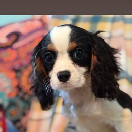 Piper - Tri-color female Cavalier King Charles Spaniel puppy in Broken Arrow, Oklahoma from Cavalier King Charles Heartland