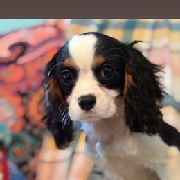 Piper - Tri-color female Cavalier King Charles Spaniel puppy in Broken Arrow, Oklahoma from Cavalier King Charles Heartland