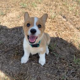 Kitty - Sable female Pembroke Welsh Corgi puppy in Ledbetter, Texas from Texas Pembroke Corgis