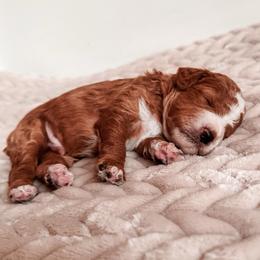 Reckless - Red male Cavapoo puppy in Idaho Falls, Idaho from Freckle Paw Family