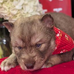 Caramello - Red and white female Siberian Husky puppy in Coshocton, Ohio from Wyant Farms