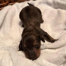 Reese's - Cream male Dachshund puppy in Yuba City, California from Mulberry Dachshunds