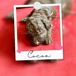 Australian Labradoodle Puppies from Fruitful Beginnings,LLC