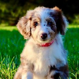 Daisy - Red merle female Aussiedoodle puppy in Decatur, Illinois from Signature Doodles