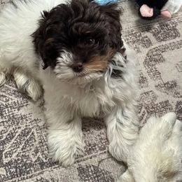 Assorted Doodle Crosses, Aussiedoodle, Australian Shepherd, Long Haired Weimaraner, Shihpoo, and Shih Tzu Puppies from Rockiń N Kennel