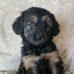 Aussiedoodle Puppies from North Idaho Miniature Aussiedoodles