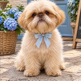 Forest - Shih Tzu