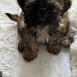 Shih Tzu Puppies from The Townsend Tzu