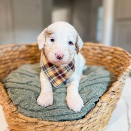 Myles - Parti male Goldendoodle puppy in Sulphur, Louisiana from Curly Q’s Of Carlyss