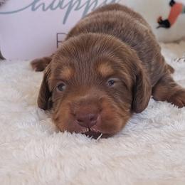 3000.. Brownie - Chocolate and tan male Dachshund puppy in Winter Haven, Florida from Gateway 2 Little Paws