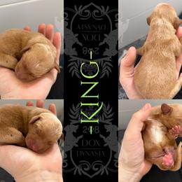 Dachshund Puppies from 208 Dox Dynasty